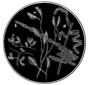 Fig. 69.

Living diatoms.

a, Cocconema lanceolatum. b, Bacillaria
paradoxa. c, Gomphonema marinum. d,
Diatoma hyalina.