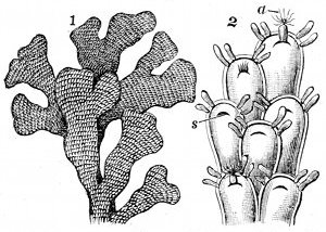 Fig. 72.

The Sea-mat or Flustra (Flustra foliacea.)

1, Natural size. 2, Much magnified.
s, Slit caused by drawing in of the animal a.