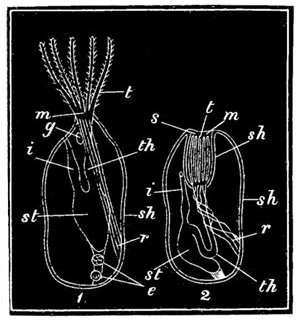 Fig. 73.
Diagram of the animal in the
Flustra or Sea-mat.
1, Animal protruding. 2, Animal
retracted in the sheath. sh, Covering
sheath. s, Slit. t, Tentacles.
m, Mouth. th, Throat. st, Stomach.
i, Intestine. r, Retractor muscle.
e, Egg-forming parts. g, Nerve-ganglion.