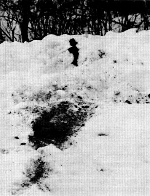 Figure 27.&mdash;Feces, urine, and scratching in a
conspicuous spot indicate a wolf "scent post."
(Photo courtesy of L. D. Mech.)