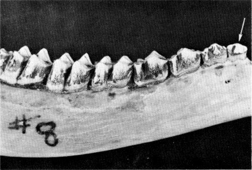 Figure 9.&mdash;A permanent first premolar (arrow)
was discovered in M-8.