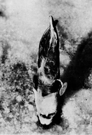 Figure 16.&mdash;Injury to left front foot of specimen
M-196. (Photo courtesy of L. D. Mech).