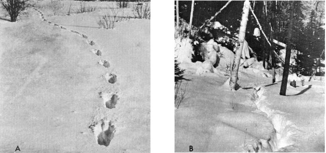 Figure 7.&mdash;(A) A single wolf must break his own trail through the snow.
(Photo courtesy of L. D. Frenzel.) (B) Regular use by a pack keeps trails
open. (Photo courtesy of L. D. Mech.)