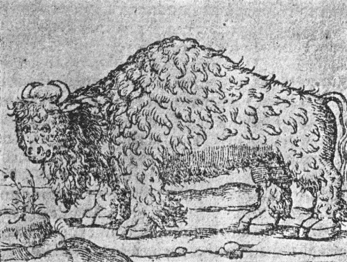 Fig. 1.&mdash;The buffalo of Gomara, 1554