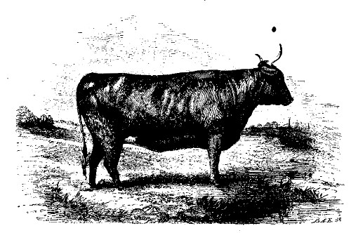 DEVON HEIFER.

Best three-fourth bred Devon Heifer: owned by George Shaeffer.