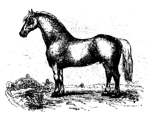 OLD CLYDE.

Best Foreign Horse: owned by Jane Ward, Markham, Canada West.