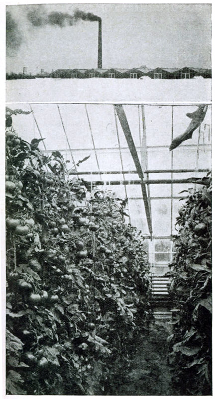 Figure 1.&mdash;The tomato is the leader among greenhouse
vegetables.