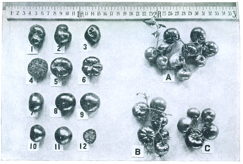Figure 8.&mdash;The Earliana tomato. A picture of a single fruit cannot adequately describe a variety.
1-3. Rough types, common in older strains. 4. Typical interior. 5, 6. Stem end. 7-9. Good type
resulting from selection. 10-12. Pointed-round type occurring frequently in improved strains. A.
Unusually large cluster. B. Typical Earliana cluster showing compound branching. C. Unbranched
cluster of Bonny Best for comparison.