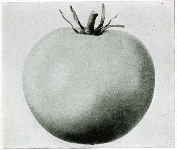 Figure 10.&mdash;Marglobe fruit.