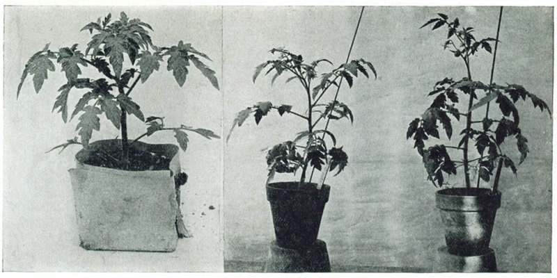 Figure 12.&mdash;Plants for the early crop. 1. Shows plants in paper bands of excellent proportion and thrift but
not yet in bloom. 2. In blossom but fruit has not yet set. 3. Similar to 2 but a little further advanced and
has actually set fruit.