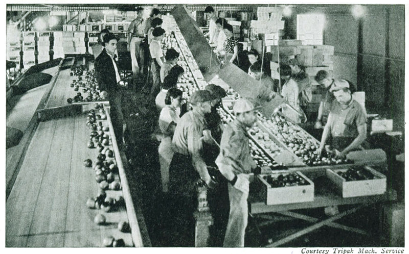Courtesy Tripak Mach. Service</p>

<p>Figure 20.&mdash;A California packing house with elaborate machinery and fully organized.