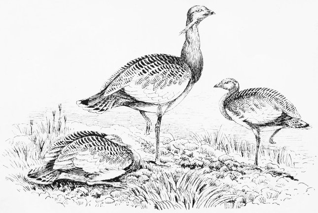 Plate VI.

BUSTARDS ON THE BARRENS&mdash;WINTER. "A First Shade of Suspicion."

Page 33.