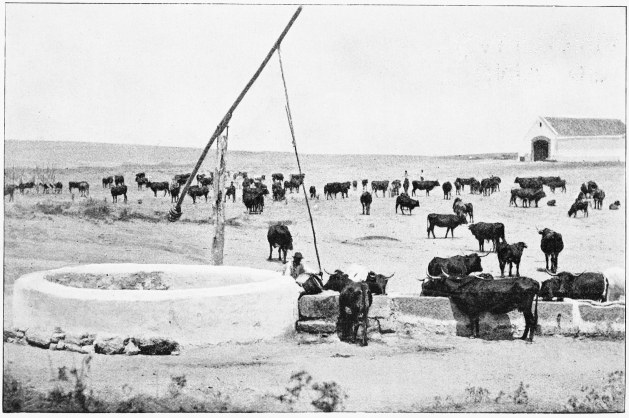Plate VII.

WATERING THE CATTLE&mdash;SUMMER TIME.

Page 35.