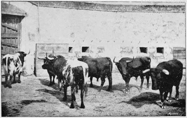 Plate XII.

THE MORN OF THE FIGHT&mdash;BULLS IN THE TORIL. (Miura's Breed.)

Page 61.