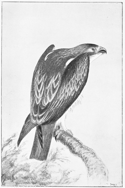 Plate XIV.

BOOTED EAGLE&mdash;Female, shot 11th April, 1872.

Page 81.