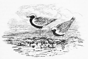 GREY PLOVERS&mdash;SUMMER-PLUMAGE.