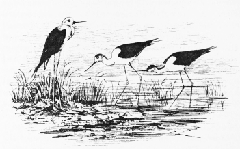 IN THE MARISMA&mdash;STILTS.