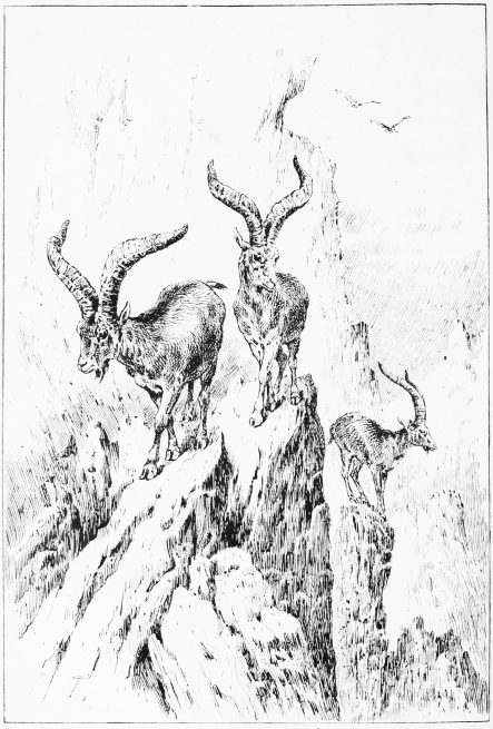 Plate XIX.

ON THE CRAGS OF ALMANZ�R.

Page 137.