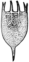 CARAPACE OF ANUR&AElig; STIPITATA.