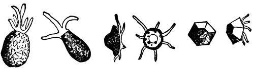 FIG. 2. TESTACEOUS FORMS OF AM&OElig;BAN RHIZOPODS.