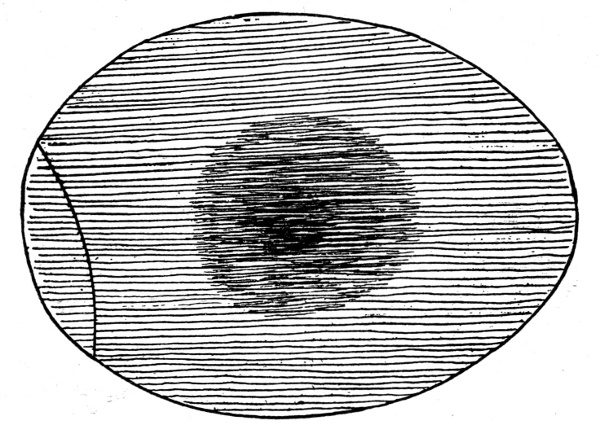 Figure 4.&mdash;Egg at End of 96 Hours.