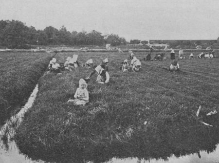 Fig. 46.&mdash;Cranberry Pickers at Work. Notice how the Bog is
divided into Rows by Means of Cords.