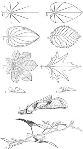 PLATE 8