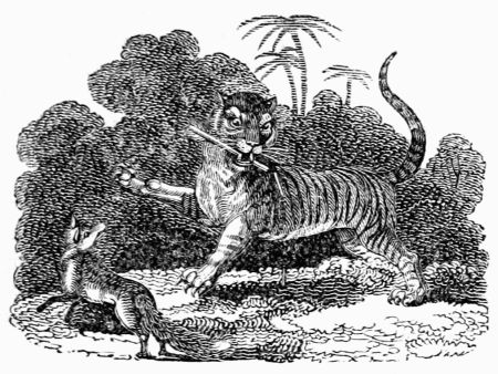 THE FOX AND THE TIGER.