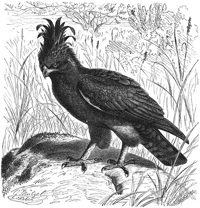 Kuifarend (Spiza&euml;tus occipitalis). ⅓ v. d. ware grootte.