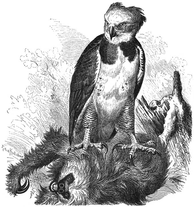 Harpij (Thrasa&euml;tus harpyia). ⅙ v. d ware grootte.