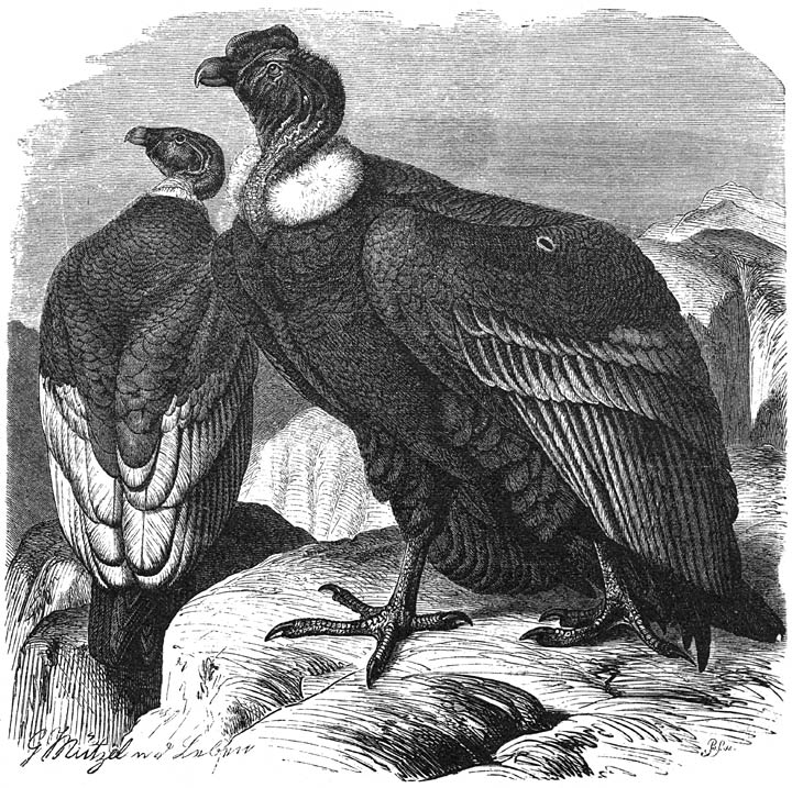 Kondor (Sarcorhamphus gryphus):&mdash;1) Mannetje. 2) Wijfje.&mdash;&frac12; v. d. ware grootte.