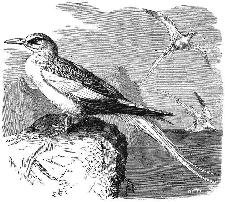 Keerkringvogel (Pha&euml;ton aethereus). ⅓ v. d. ware grootte.