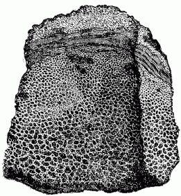 [Illustration:
Fragment of a spherical volcanic bomb.]