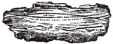 [Illustration:
A layer, formed by the union of minute brown sphærulites.
