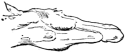 Fig. 3.&mdash;Width of lower jaw in the thorough-bred.