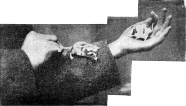 "MATCHLESS," THE CHAMPION MOUSE&mdash;SHOWING HOW THE JUDGING
IS DONE.
