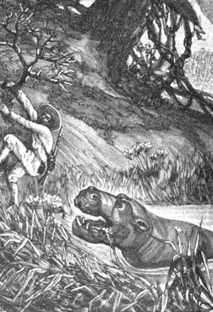 ATTAQUE D'UN HIPPOPOTAME BLESS�
