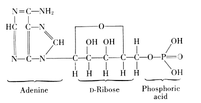 Adenosine Triphosphate: Adenine, D-Ribose, Phosphoric
acid