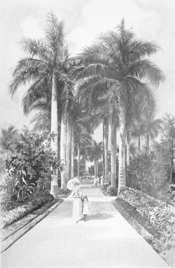 COLON PARK

Colon Park, one of the most beautiful pleasure grounds of the Cuban
capital, is also known as the Campo de Marte, and is at the southern end
of the famous Prado. It is noted for its marvellous avenues of royal
palms. From it the Call de la Reina, once one of the most fashionable
streets of the city but now given up to business, runs westward toward
the Botanical Gardens.