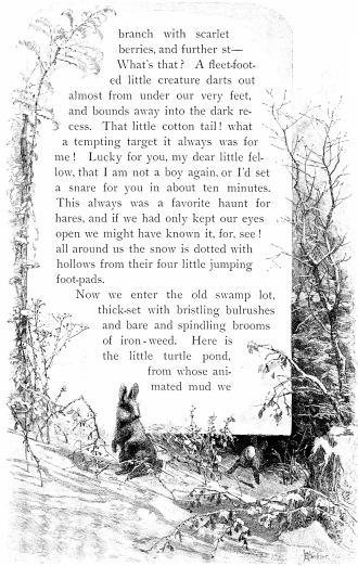 branch with scarlet berries, and further st&mdash;What’s that? A fleet-footed little
creature darts out almost from under our very feet, and bounds away into
the dark recess. That little cotton tail! what a tempting target it
always was for me! Lucky for you, my dear little fellow, that I am not a
boy again, or I’d set a snare for you in about ten minutes. This always
was a favorite haunt for hares, and if we had only kept our eyes open we
might have known it, for, see! all around us the snow is dotted with
hollows from their four little jumping foot-pads.

Now we enter the old swamp lot, thick-set with bristling bulrushes and
bare and spindling brooms of iron-weed. Here is the little turtle pond,
from whose animated mud we