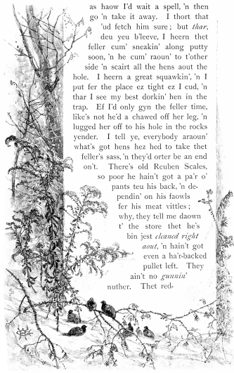 as haow I’d wait a spell, ’n then go ’n take it away.
I thort that ’ud fetch him sure; but
thar, deu yeu b’leeve, I heern
thet feller cum’ sneakin’ along putty soon, ’n he cum’ raoun’ to t’other
side ’n scairt all the hens aout the hole. I heern a great squawkin’, ’n
I put fer the place ez tight ez I cud, ’n thar I see my best dorkin’ hen
in the trap. Ef I’d only gyn the feller time, like’s not he’d a chawed
off her leg, ’n lugged her off to his hole in the rocks yender. I tell
ye, everybody araoun’ what’s got hens hez hed to take thet feller’s
sass, ’n they’d orter be an end on’t. There’s old Reuben Scales, so poor
he hain’t got a pa’r o’ pants teu his back, ’n dependin’ on his faowls
fer his meat vittles; why, they tell me daown t’ the store thet he’s bin
jest cleaned right aout, ’n hain’t got even a ha’r-backed pullet left.
They ain’t no gunni’ nuther. Thet red-