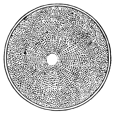 Ovum of Asterias glacialis after the coalescence of the male and
 female pronucleus