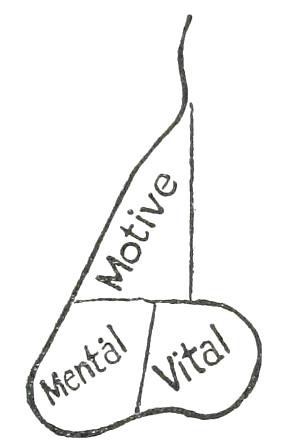 Fig. 22

THREE TEMPERAMENTS