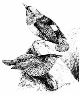 Types of Spanish Bird-Life

ROCK-THRUSH (Petrocincla saxatilis)

A beautiful spring-migrant to the highest sierras. Colours of male:
opal, orange, and black, with a white “mirror” in centre of back.
Female, yellow-brown barred with black.