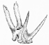 ABNORMAL CAST ANTLER

(Picked up in Doñana.)