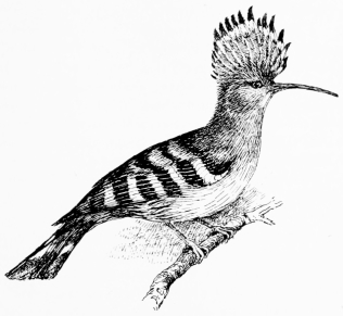 Types of Spanish Bird-Life

HOOPOE (Upupa epops)

The crest normally folds flat, backwards (as shown at p. 69), but at
intervals flashes upright like a halo.