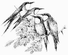 “UNEMPLOYED”

Bee-eaters on a wet morning.