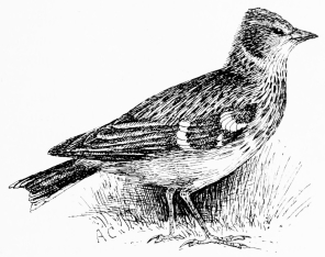 WOODLARK (Alauda arborea)

Nests in Neváda up to 5000 feet, and in the pine-forests of Doñana at
sea-level.
