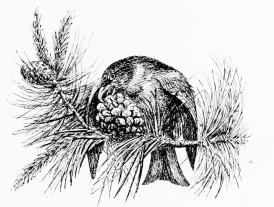 CROSSBILL

Wrestling with pine-cone.