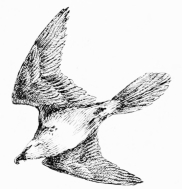 LAMMERGEYER OVERHEAD

Gliding high on down-grade with rigid reflexed wings, outer primaries
in-drawn, fan-wise.